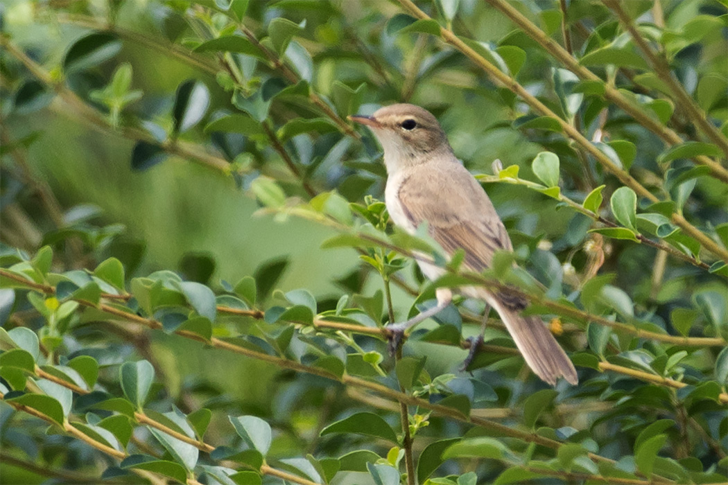 Booted Warbler